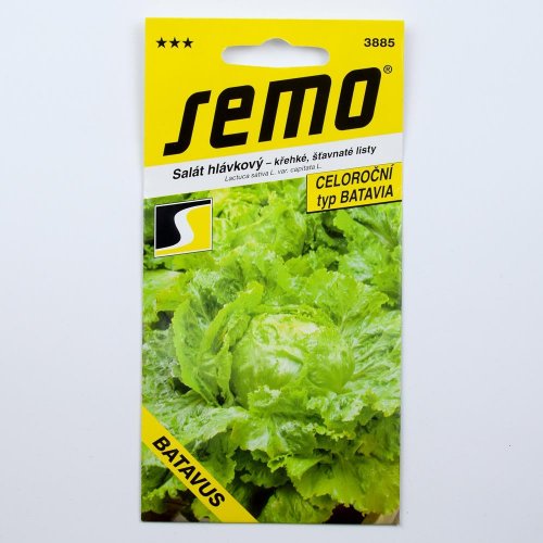 Šalát hláv.batavus