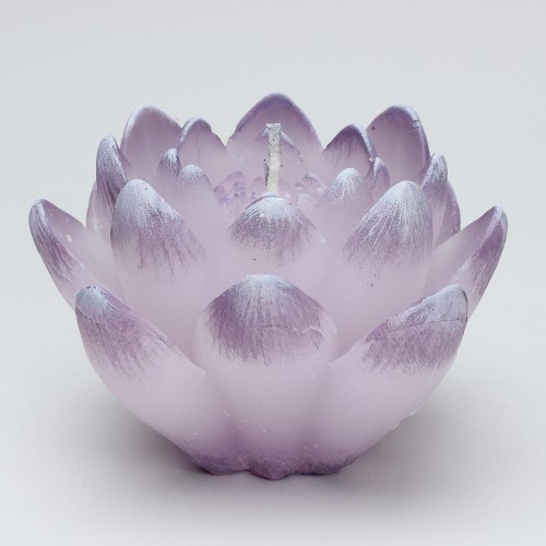 Ľalia dioda fialová