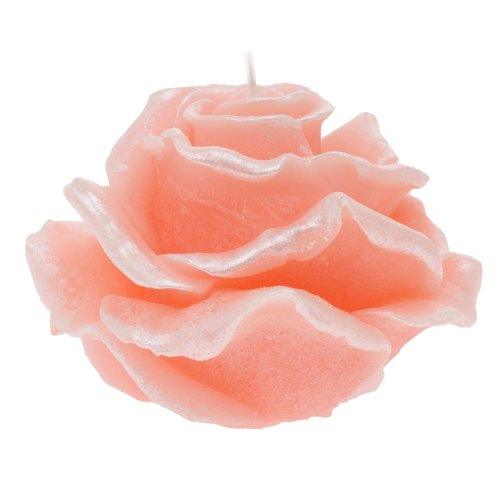 Ruža elizabeth veľ.ružová 12x8