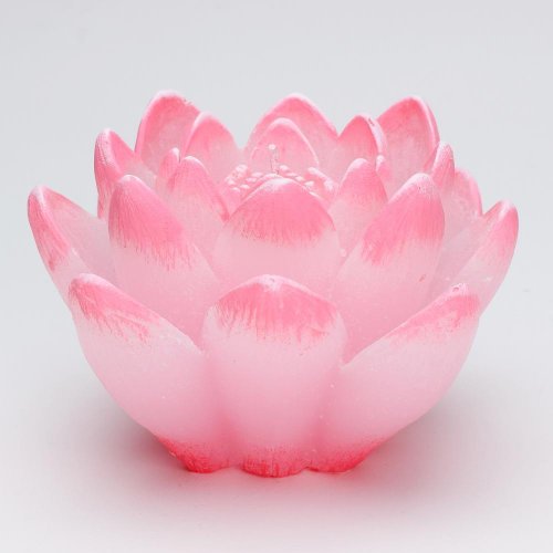 Ľalia dioda ružová