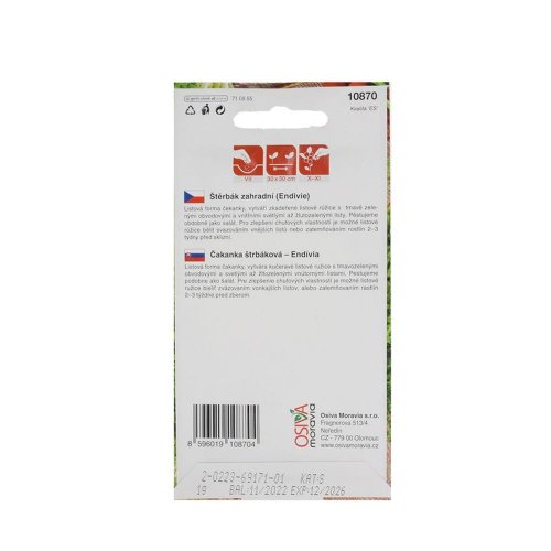 Čakanka štrb.eskariol gruner 1g - Vianočné dekorácie