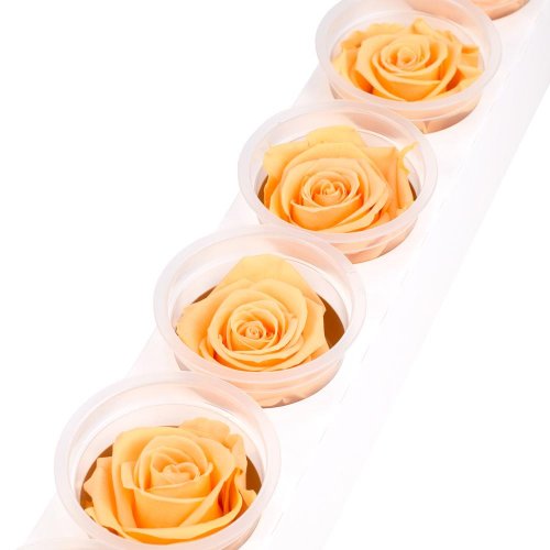 Ruža preparovaná 6,5cm perfect peach /ks