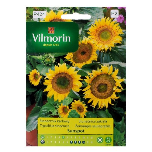Trpasličia slnečnica sunspot 1g