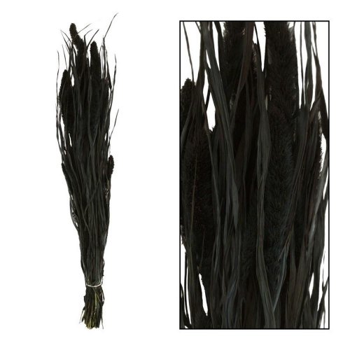 Setaria sušená zv.čiern 66x15x6cm