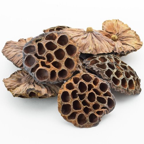 T008 lotus extra veľký 9-12cm s/10