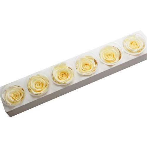 Ruža preparovaná 6,5cm pearl white /ks