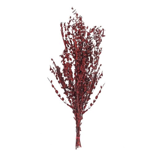 Olivovník sušina hnedá