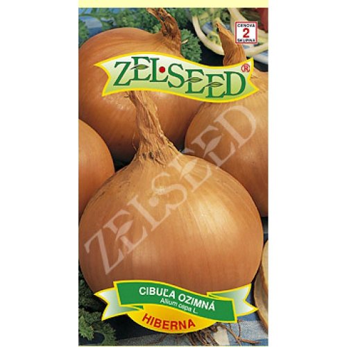 Cibuľa zimná hiberna 2g - Umelé kvety