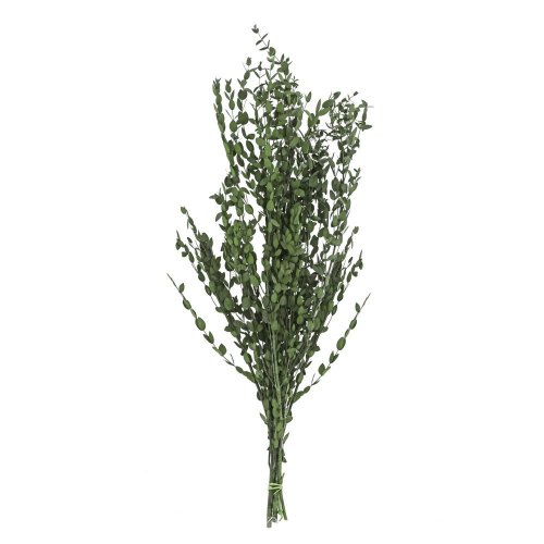 Olivovník sušina zelená