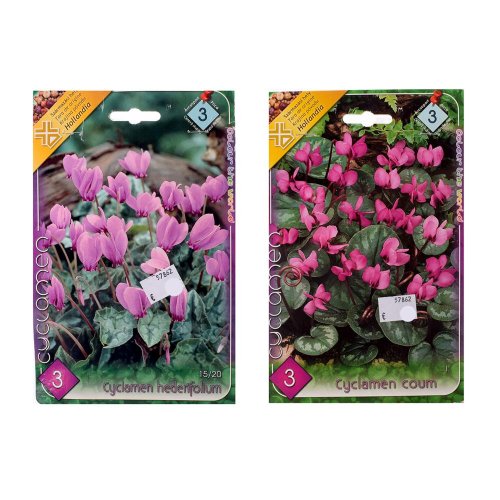 Cyclamen mix - Vianočné dekorácie