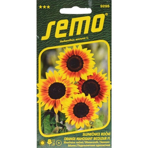 Slnečnica ročná orange mahogany bicolour f1 2g