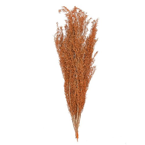 Asparagus sušina hn/oranž.