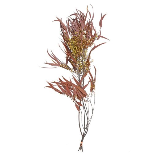 Eucalyptus willow sušina oranž.