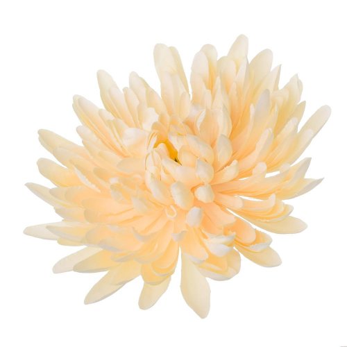 Hlava chryzantéma sv.marhuľová 15cm bal:12ks