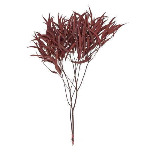 Eucalyptus willow sušina hnedý