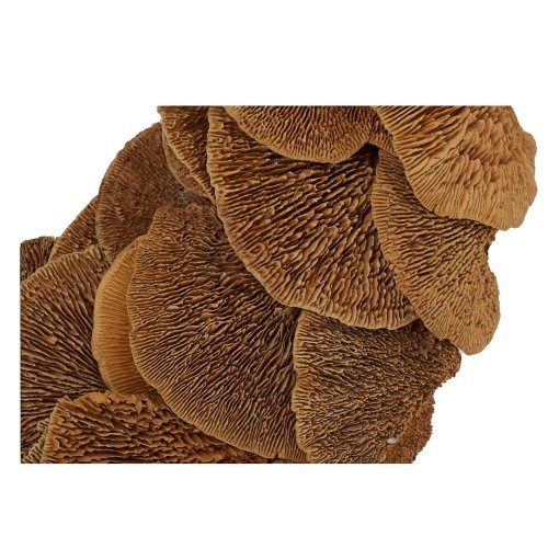 Veniec 38cm natur sušina huba/i820n