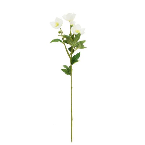 Ks čemerica biela 62cm