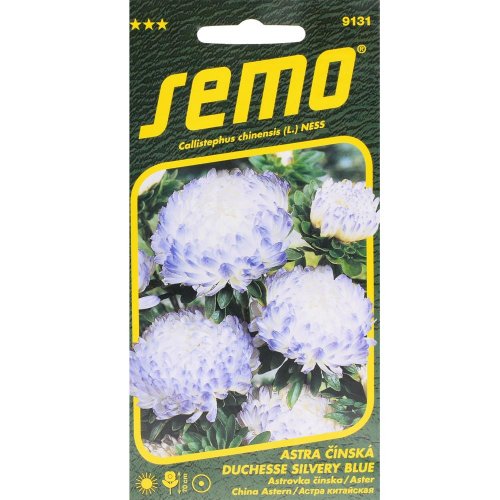 Astra čínska duchesse silvery blue 0,5g - Umelé kvety