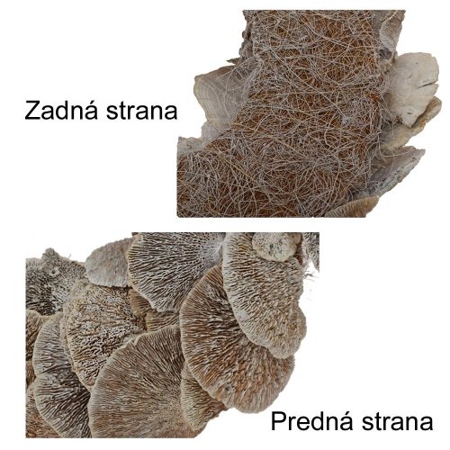 Veniec 38cm natur/bielený sušina huba/i820ww