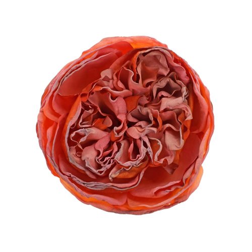 Hlava ruža anglická oranžová 7cm