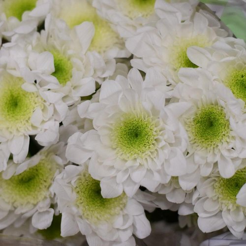 Chryz.euro biela/ ks - Umelé kvety