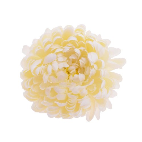 Hlava chryzantéma krémová bal/6 12cm
