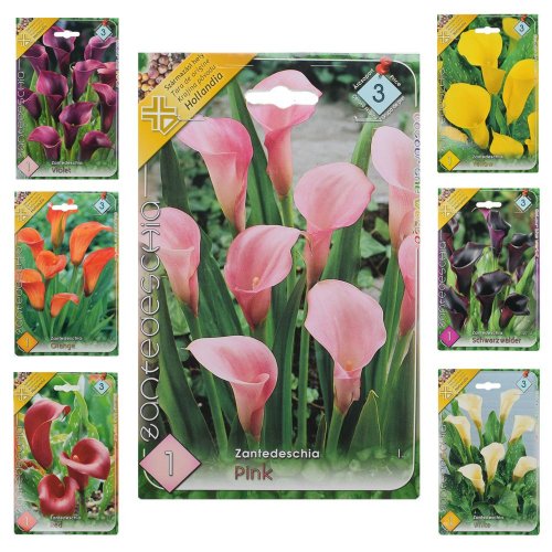 Zantedeschia mix