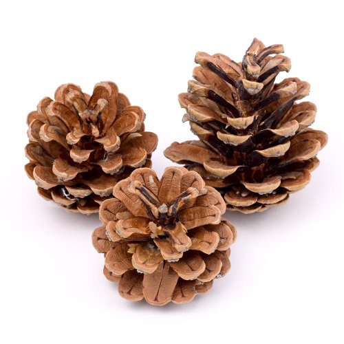 Šišky borovicové vrece