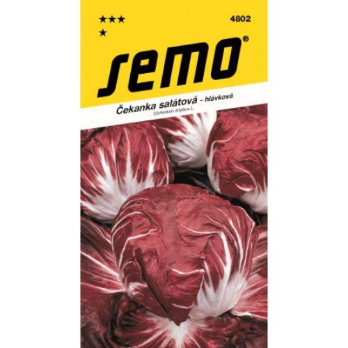 Čakanka šalátová anna/palla rossa 50s