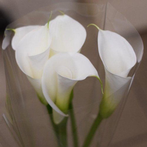 Calla biela 90-100cm / ks