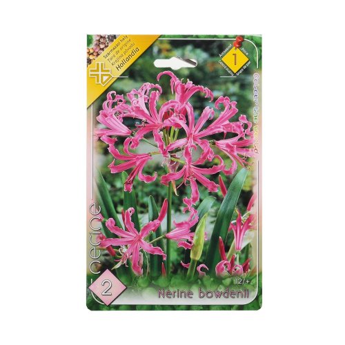 Nerine bowdenii - Umelé kvety