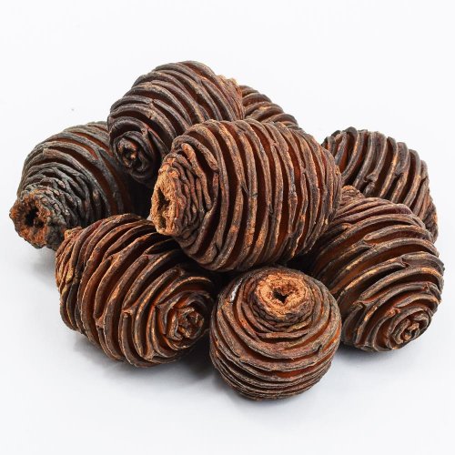 R113pacz platyspernum veľké 250g