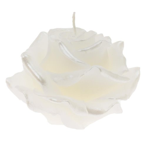 Ruža elizabeth veľ. biela 12x8