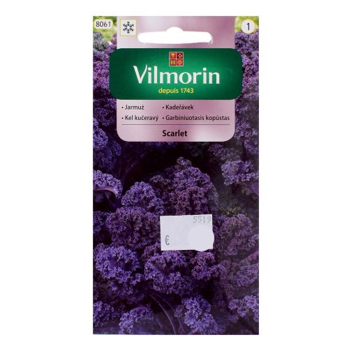 Kel kučeravý scarlet 2g - Vianočné dekorácie a ozdoby