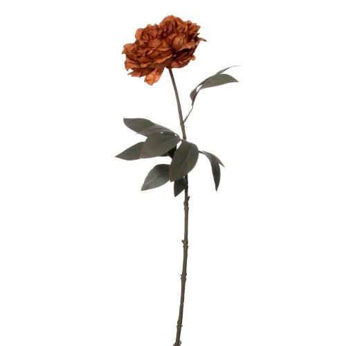 Ks pivónia hnedá 68cm