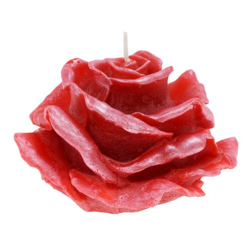 Ruža elizabeth veľ.červená 12x8