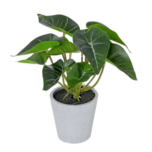 Syngónium v plast.kvetináči 22cm