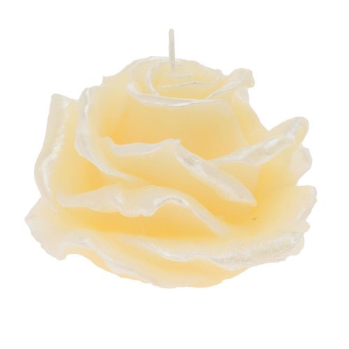 Ruža elizabeth veľ.krém 12x8