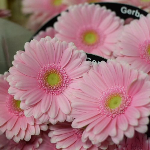 Gerbera mini/ ks