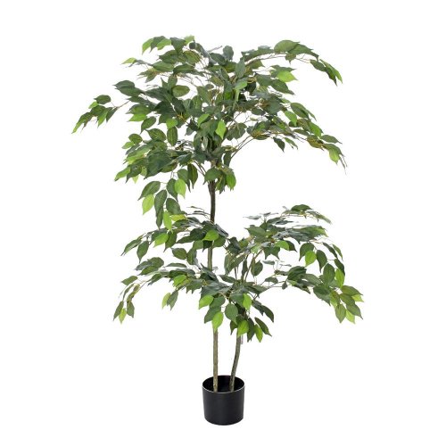 Fikus zel.v plast.črepníku zel. 150cm