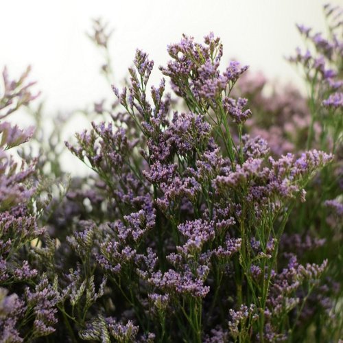 Limoneum/ statica/ ks