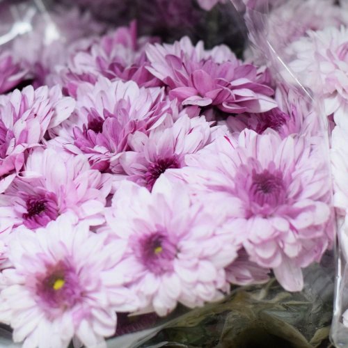 Chryz.assort / ks - Umelé kvety