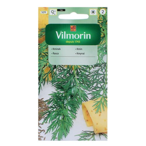 Rasca konczewicka 2g