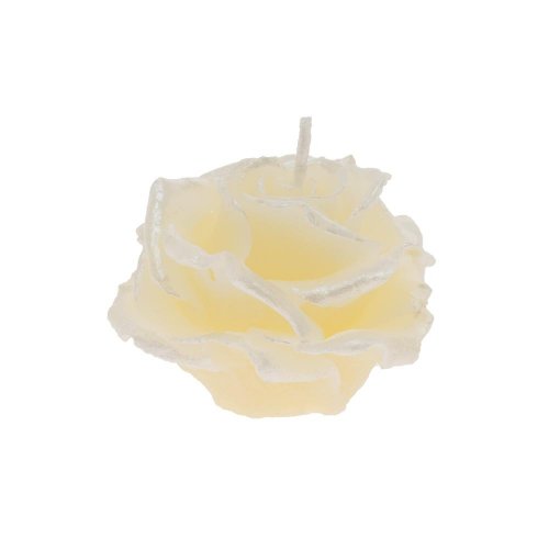 Ruža elizabeth malá krém 7x5