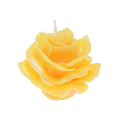 Ruža elizabeth malá žltá 7x5