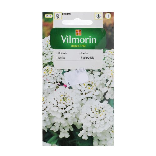 Iberka hyacintokveta 2g