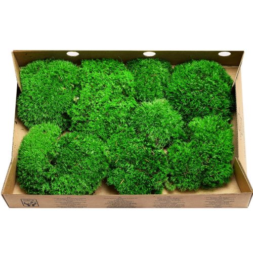 Mach bolmos preparovaný / 500g box, bochníčky