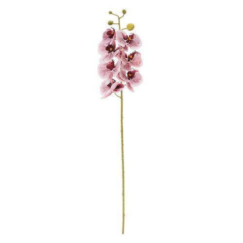 Ks orchidea phalaenopsis bielo-bordová 73cm