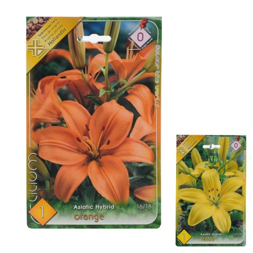 Lalia asiatic yellow,orange