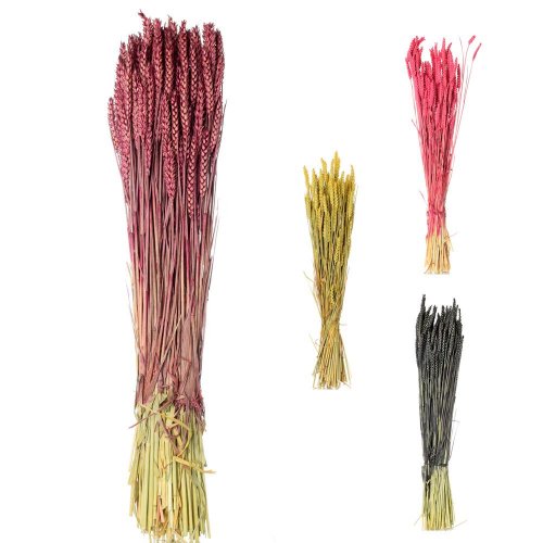 Triticum pšenica - sušená farba mix /zv